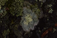Lecanora barkmaniana