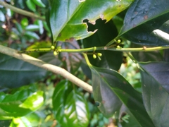 Gomphandra australiana