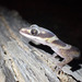 Northern Velvet Gecko - Photo (c) nhaass, some rights reserved (CC BY-NC)