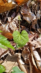Tiarella