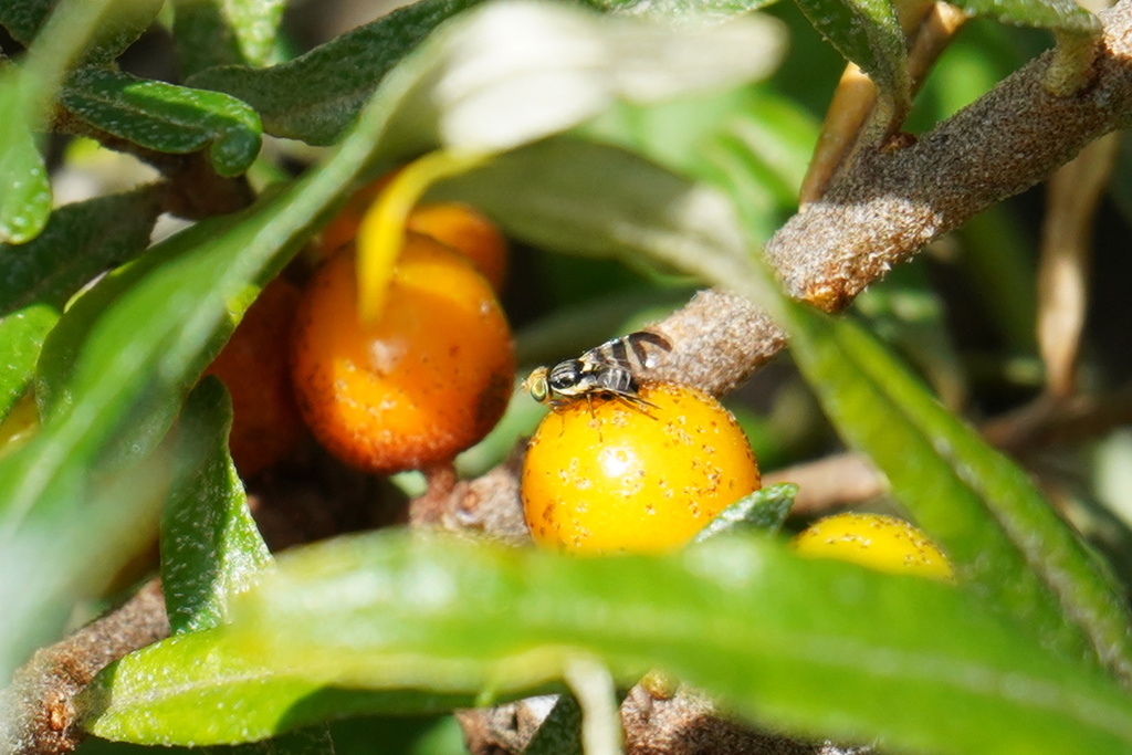 Mouche de l'argousier sur une plante
