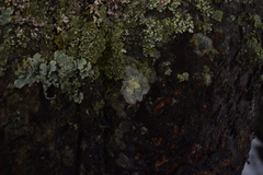 Lecanora barkmaniana