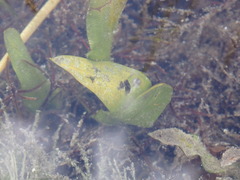 Potamogeton illinoensis