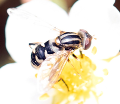Anasimyia anausis