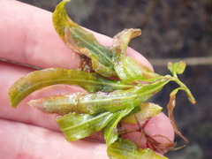 Potamogeton illinoensis