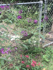 Heliconius charithonia image