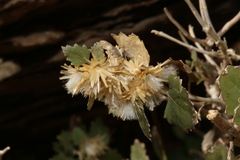 Brickellia baccharidea