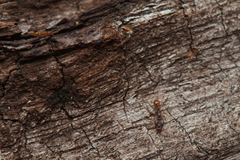 Colobostruma unicorna