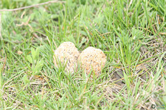Morchella steppicola