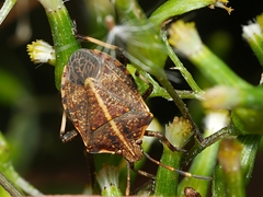 Oncocoris geniculatus