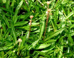 Plantago unibracteata