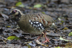 Arborophila brunneopectus