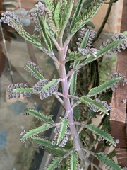 Kalanchoe