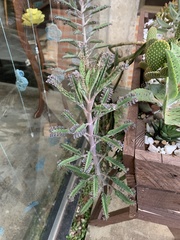 Kalanchoe
