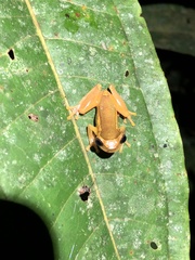 Dendropsophus bifurcus