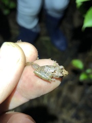 Pristimantis altamnis