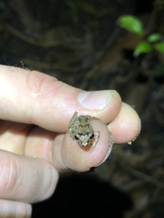 Pristimantis altamnis