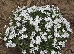 Phlox multiflora