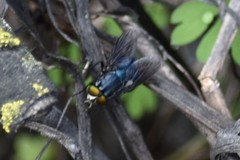 Sarconesiopsis magellanica