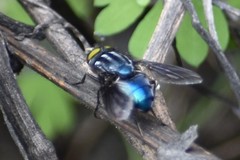 Sarconesiopsis magellanica