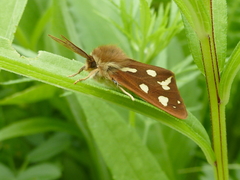 Arctia aulica