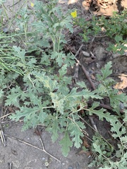 Sphaeralcea mendocina
