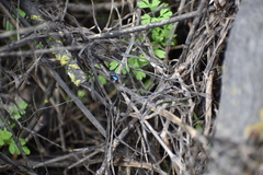 Sarconesiopsis magellanica