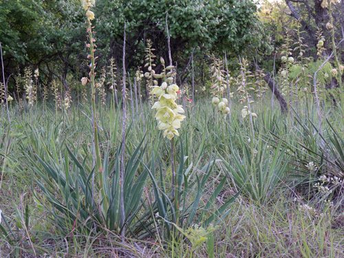 Yucca arkansana