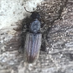 Bothrideres geminatus