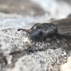 Bothrideres geminatus