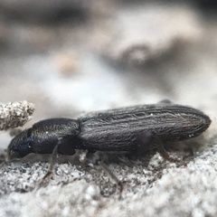 Bothrideres geminatus