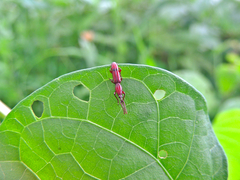 Trachelizini