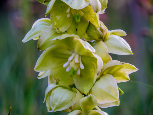 Yucca arkansana