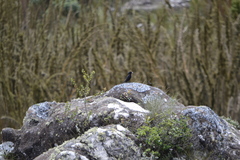 Knipolegus nigerrimus