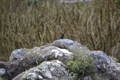 Knipolegus nigerrimus