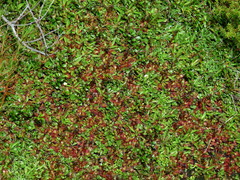Plantago unibracteata