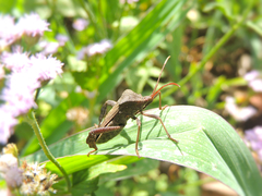 Acanthocephala bicoloripes