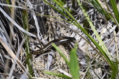 Aspronema dorsivittatum