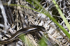 Aspronema dorsivittatum