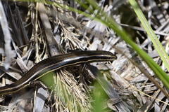 Aspronema dorsivittatum