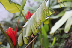 Musa coccinea