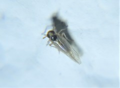 Delphacodes koebelei