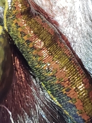 Hirudo verbana