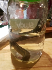 Hirudo verbana