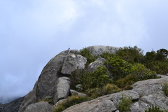 Knipolegus nigerrimus