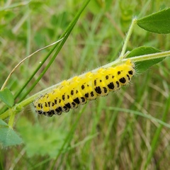 Zygaena filipendulae