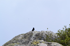 Knipolegus nigerrimus