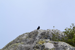 Knipolegus nigerrimus