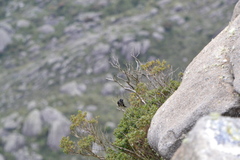 Knipolegus nigerrimus