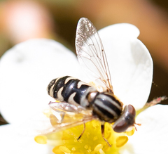 Anasimyia anausis
